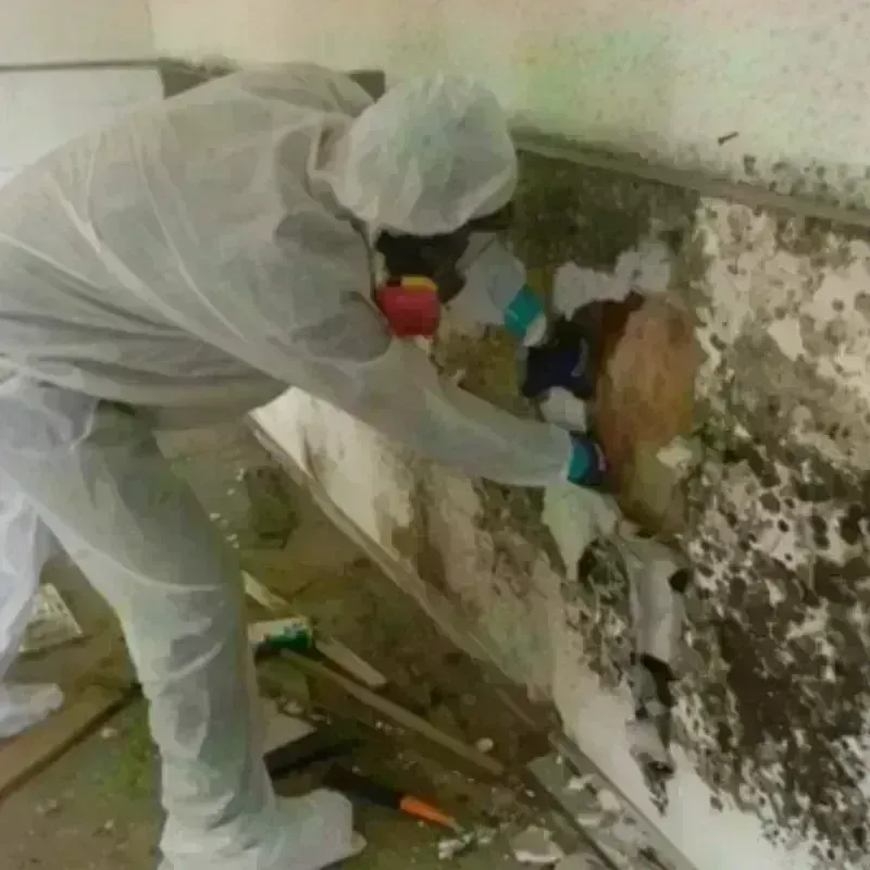 Mold Remediation and Removal in Hebron, NE